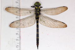 Cordulegaster bidentata