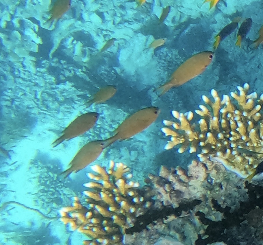 Weber's chromis