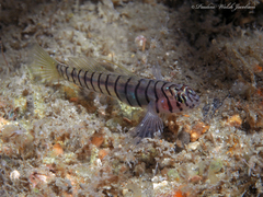 Tiger Goby photo 3