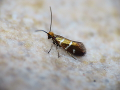 Micropterix aruncella