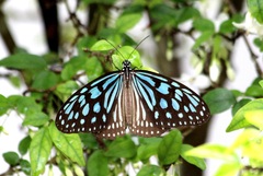 Ideopsis similis persimilis