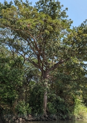 Ceiba pentandra image