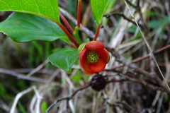 Schisandra arisanensis