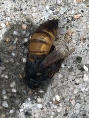 Apis mellifera