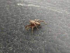 Pelegrina flavipes