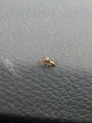 Pelegrina flavipes