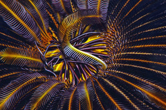 Feather Star