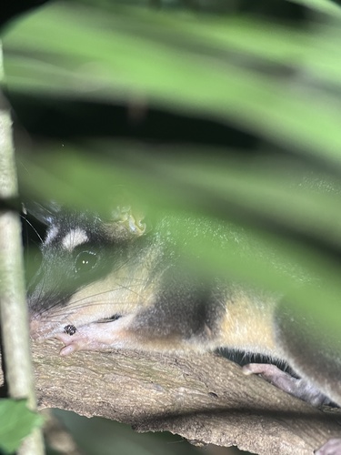 Dark Four-eyed Opossum