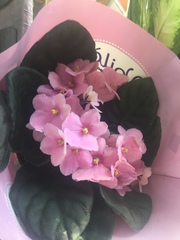 Streptocarpus ionanthus