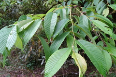 Ulmus uyematsui