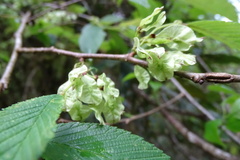Ulmus uyematsui