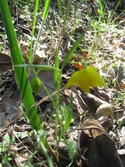 Calochortus amabilis