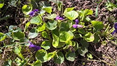 Viola odorata