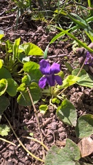 Viola odorata