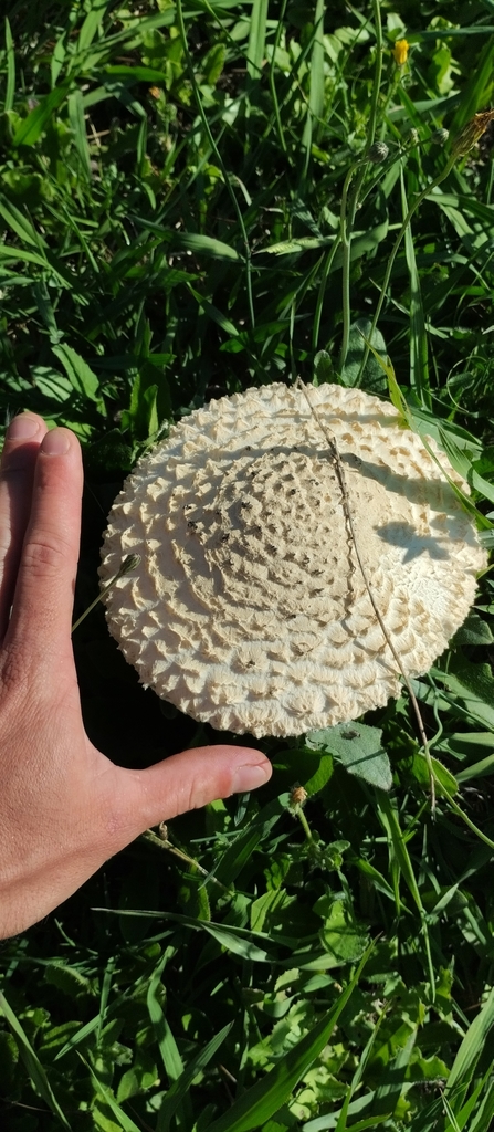 Amanita foetens · February 2024 · photo: © mirkoduimich (iNaturalist, cc-by)