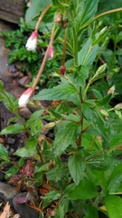 Epilobium amurense