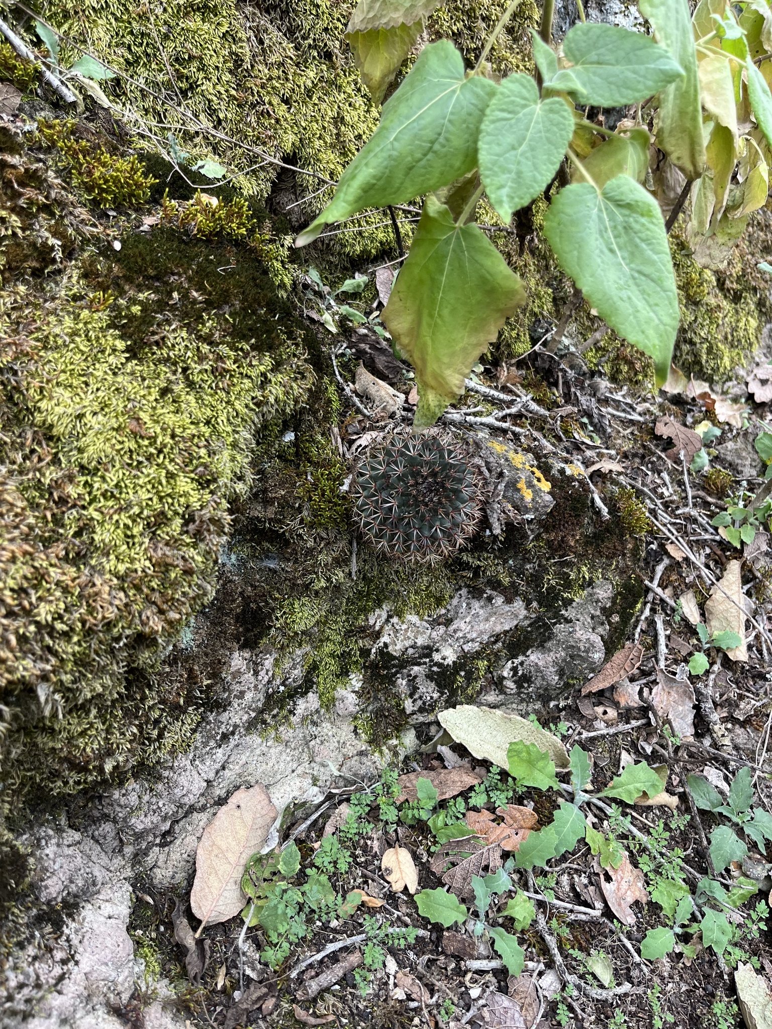 Imagem de Mammillaria polythele é conhecida como "cacto-mamilo"