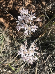 Allium macropetalum
