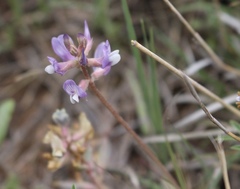 Astragalus lotiflorus