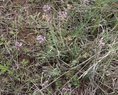Astragalus lotiflorus