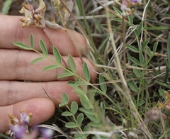 Astragalus lotiflorus