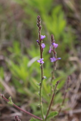 Verbena plicata