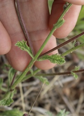 Verbena plicata
