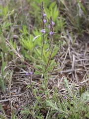 Verbena plicata