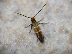 Micropterix aruncella