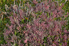 Suaeda novae-zelandiae