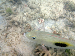 Lethrinus harak