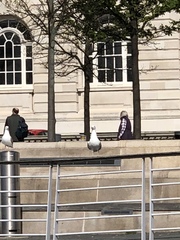 Larus argentatus