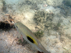Lethrinus harak
