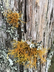 Teloschistes flavicans