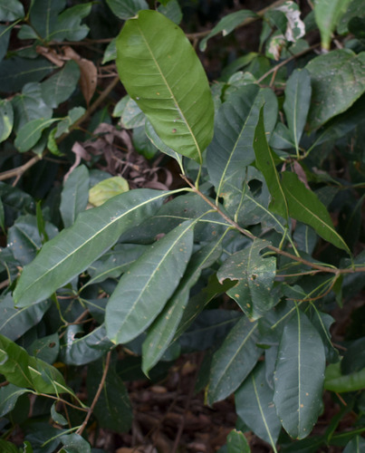 Chionanthus ramiflorus Roxb.