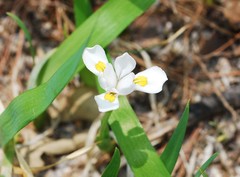 Iris odaesanensis