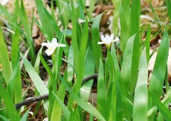 Iris odaesanensis
