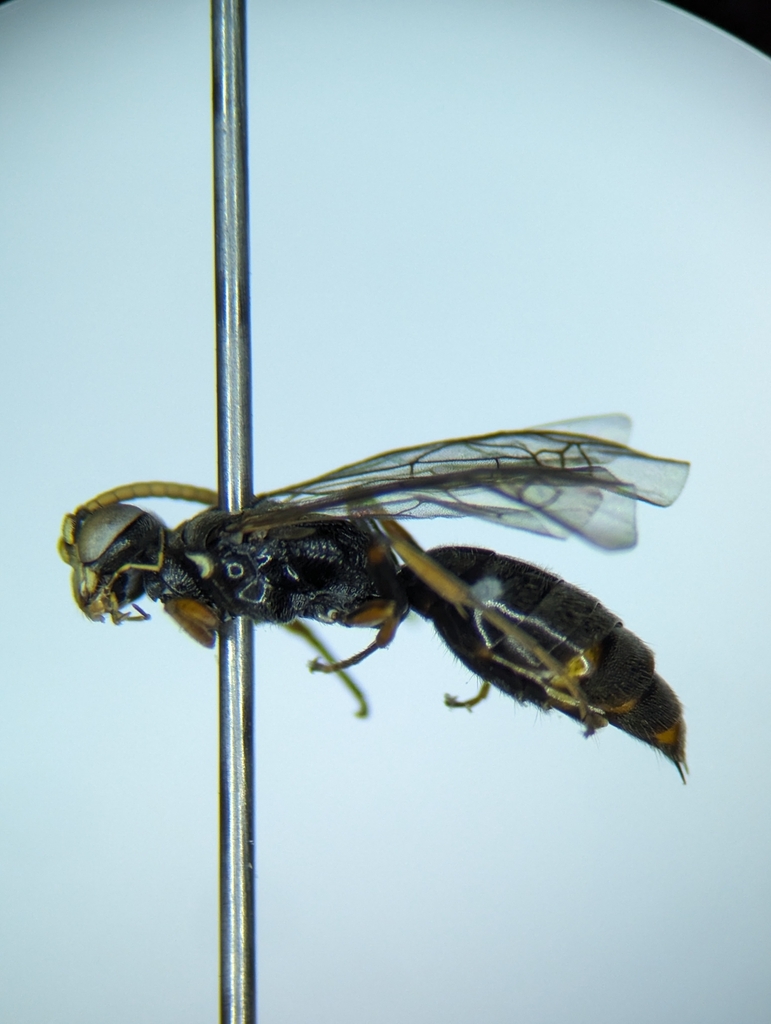 Alysson triangulifer