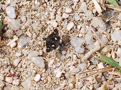 Heliothela nigralbata