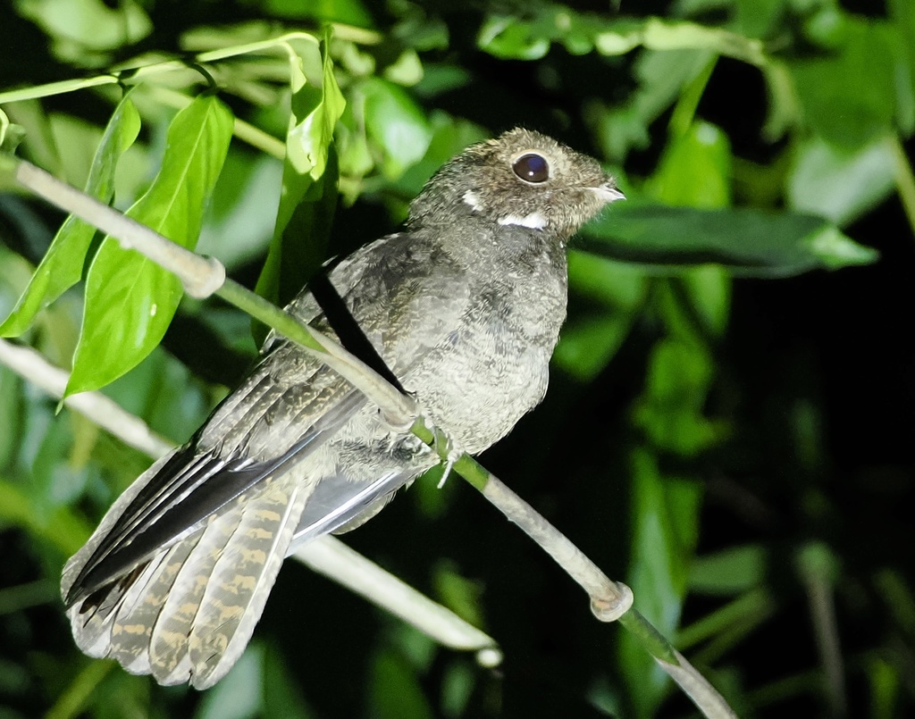 Brown Nightjar (Veles binotatus) photo