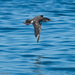 Fluttering Shearwater - Photo (c) Chris Harrison, some rights reserved (CC BY-NC), uploaded by Chris Harrison