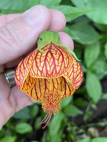Callianthe picta, 2024-02-11