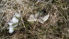 Canis lupus italicus