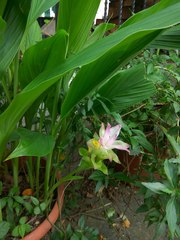 Curcuma aromatica