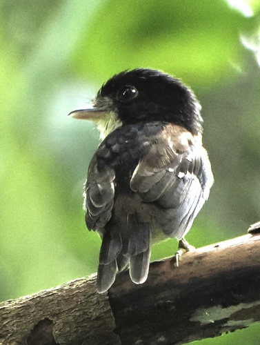 Rufous-sided Broadbill