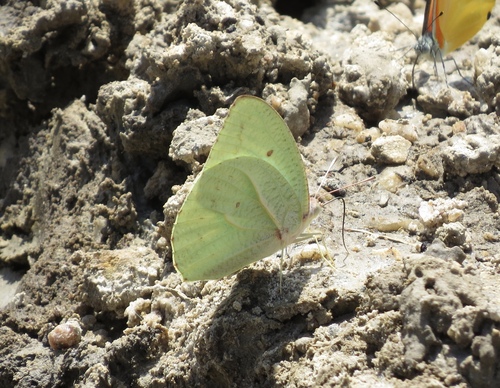 African Migrant
