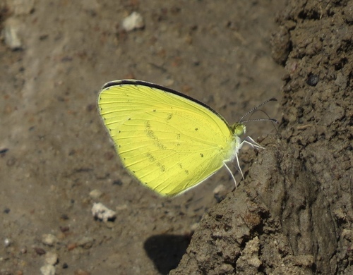 Broad-bordered Grass Yellow