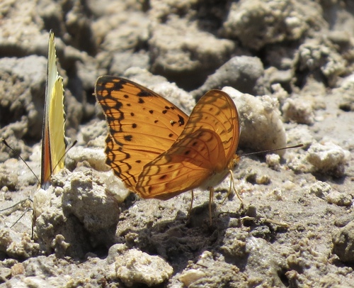 Common Leopard