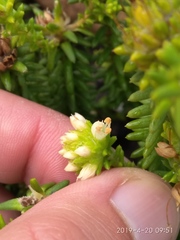 Campylostachys cernua