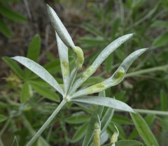 Dasineura lupinorum